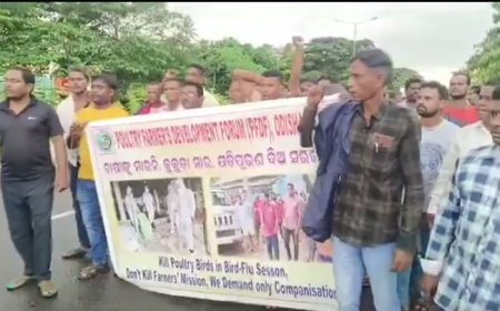 #କୁକୁଡ଼ା_ଚାଷୀଙ୍କ_ପ୍ରତିବାଦ -ପିପିଲି ଦୁର୍ଗାଦାଶପୁରରେ କୁକୁଡ଼ା ଚାଷୀଙ୍କ ପ୍ରତିବାଦ -ରାଜରାସ୍ତାକୁ ଓହ୍ଲାଇ ପ୍ରତିବାଦ କଲେ ବହୁ କୁକୁଡ଼ା ଚାଷୀ -ଚାଷୀଙ୍କୁ ମାରନି, କ୍ଷତିପୂରଣ ଦିଅ ନାରା ଦେଲେ ଚାଷୀ